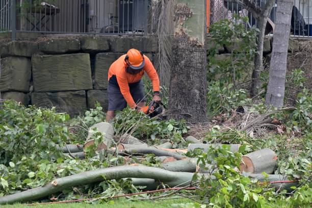 Tree and Shrub Care in Palmyra, MO