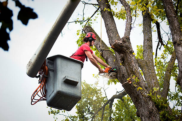 Reliable Palmyra, MO Tree Services Solutions